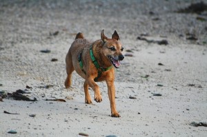 Dog_on_Beach_at_Saddell_Bay_by_Steve_Partridge