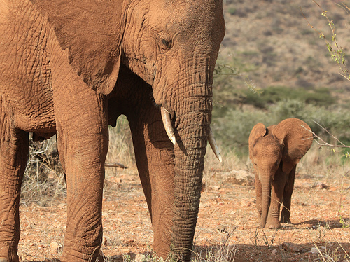 Elephants in Kenya, photo by Ferdinand Reus, used under Creative Commons License